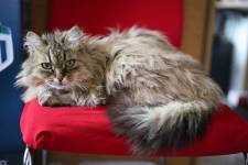 Aline CLADEL - TRIPLE ECLATS