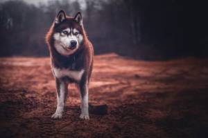 Julie ROUX - JULIE ROUX PHOTOGRAPHE